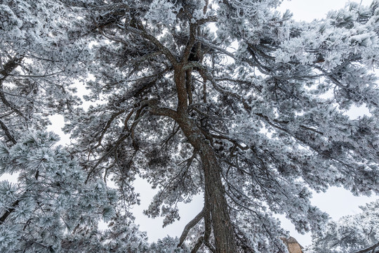 雪景