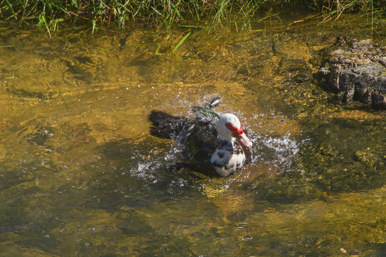 清澈小溪里的大鸭子
