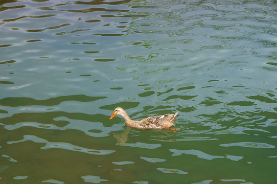 水中一只鸭子