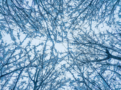 下雪后树枝交错