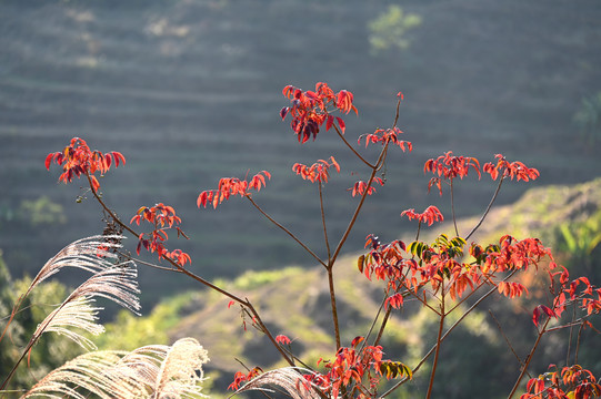 坪山梯田