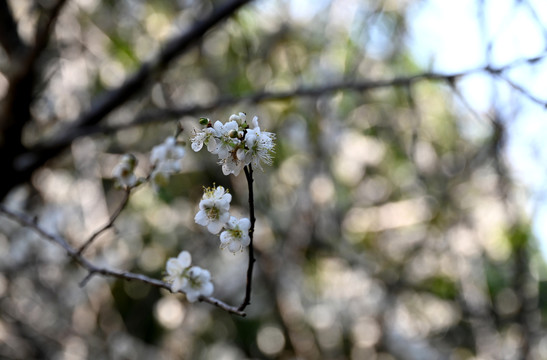 梅花