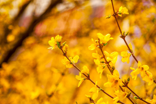 迎春花