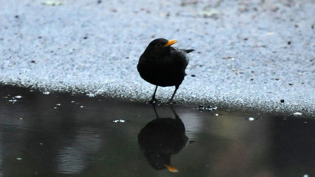 黑鸫