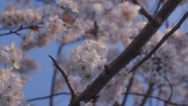 樱花