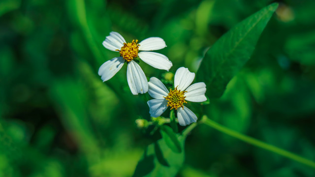 白花鬼针草