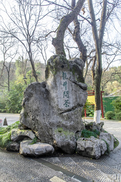 龙井问茶