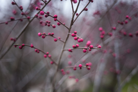 寒梅花卉