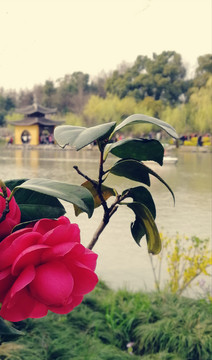 月季花