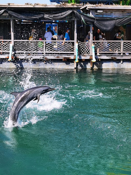三亚分界洲岛跃出水面的海豚