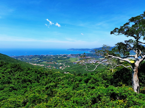 海南三亚热带天堂森林公园