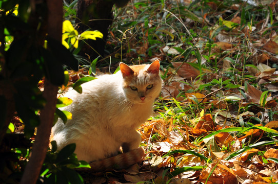 专注的猫咪