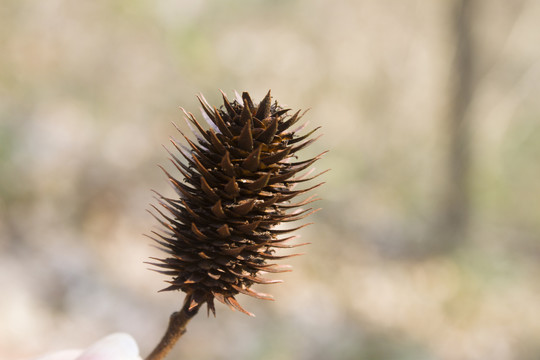 化香树果实