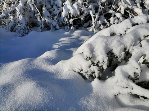 白雪