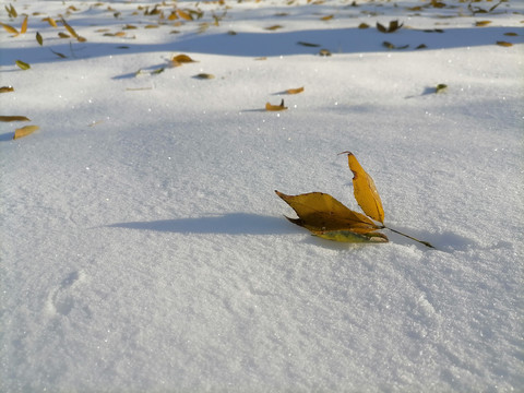 雪