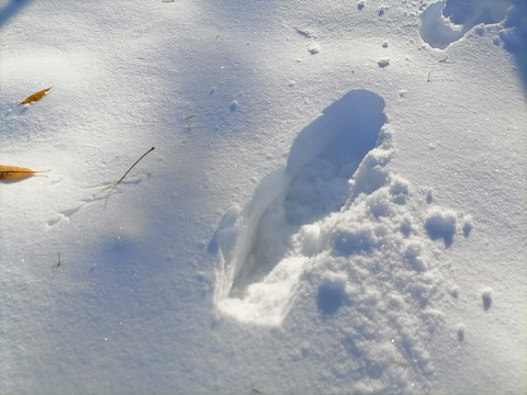 雪地脚印