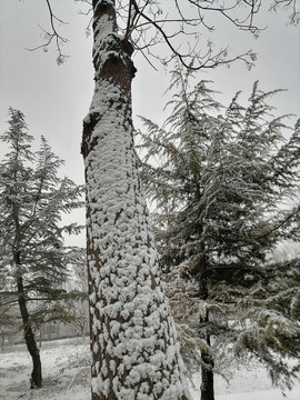 冬雪树林