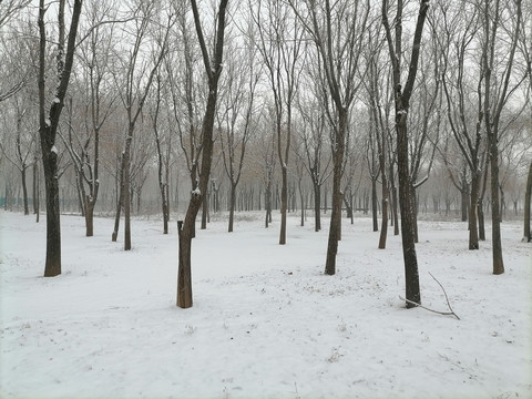 冬雪树林