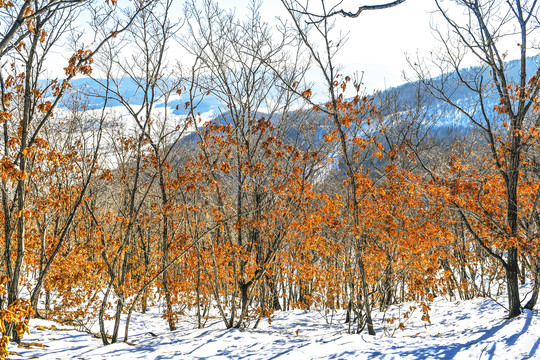 冬季树林雪景