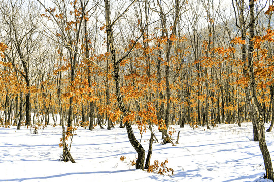 雪景树林
