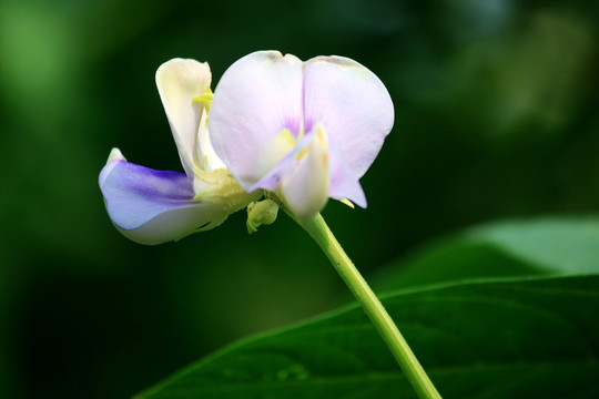 豇豆花