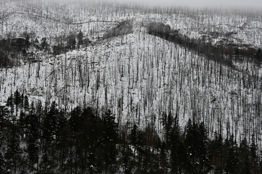 雪山森林