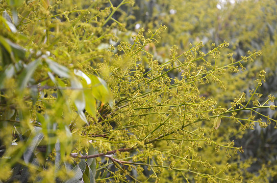 荔枝树开花