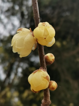 腊梅