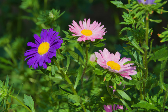 一朵紫色的菊花与两朵粉色菊花