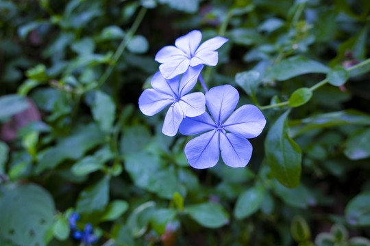 蓝花丹