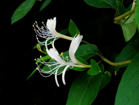 金银花