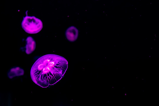 海水中游动的水母