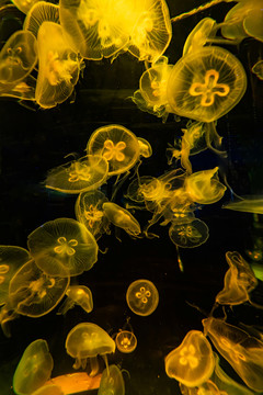海水中游动的水母