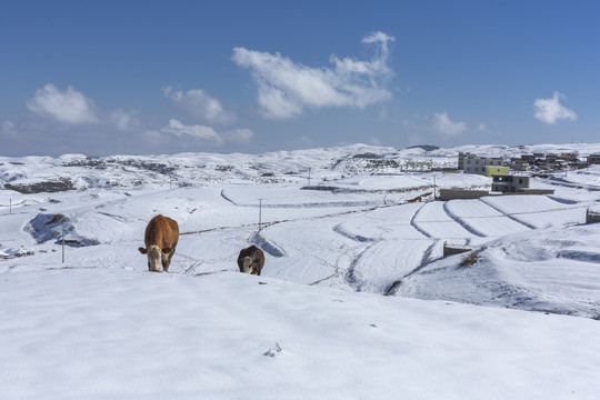 昭通大山包冬季自然风光