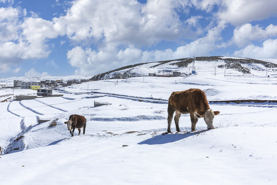 蓝天白云黄牛雪山自然风光