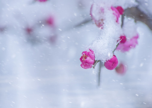 红梅傲雪