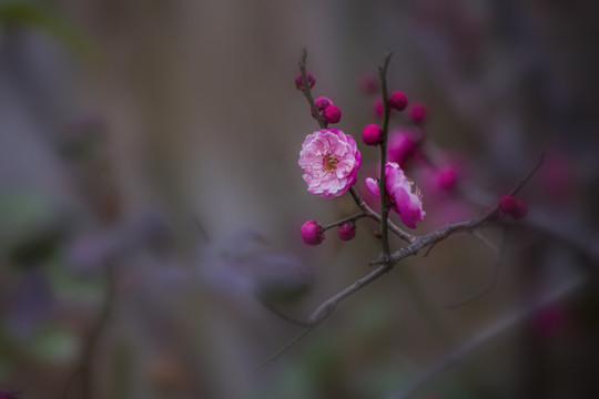 红梅