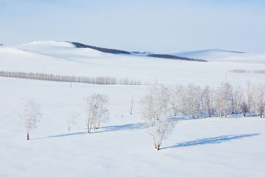 雪原白桦树林