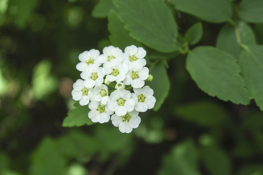 绣线菊