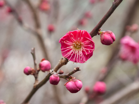 美丽的朱砂梅花朵