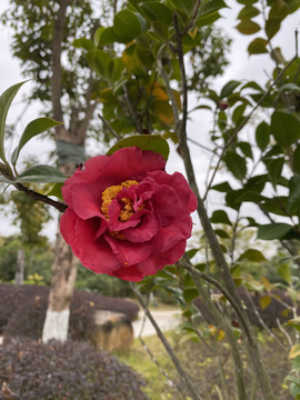 茶花