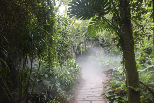 厦门植物园雨林世界