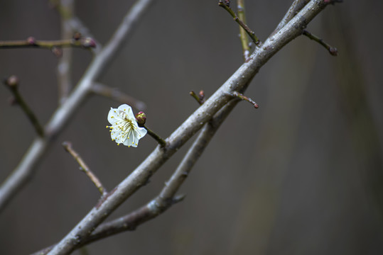 白梅花