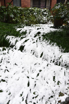 雪压草地