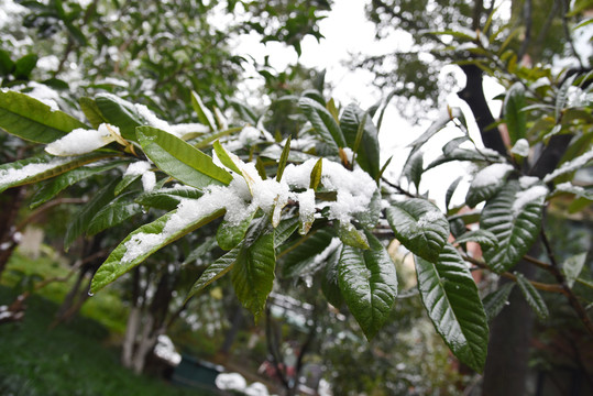 雪压枝头