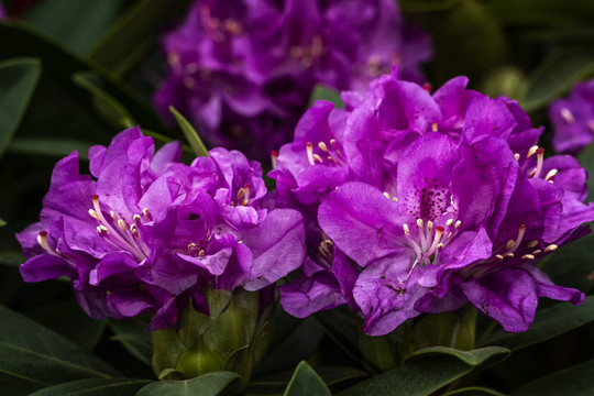 高山杜鹃花