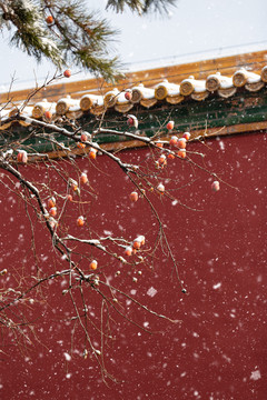 北京故宫里的雪景柿子树