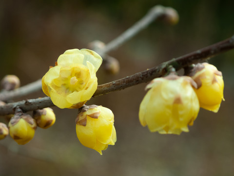 黄色的蜡梅花朵