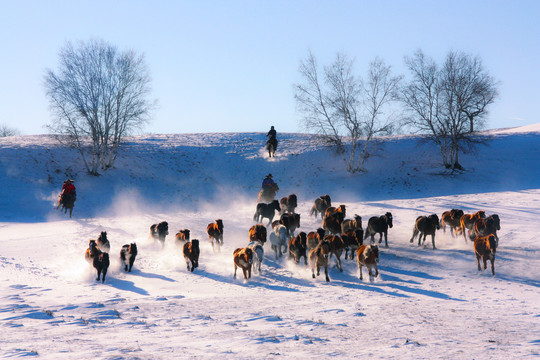 雪地奔马