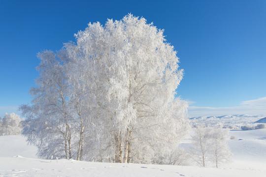 雪景